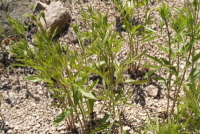 Plant Illustration Details