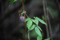 Plant Illustration Details