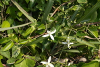 참으아리(Clematis terniflora DC.)