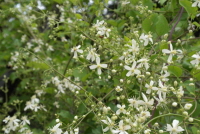 으아리(Clematis mandshurica Rupr.)