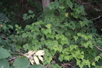 할미밀망(Clematis trichotoma Nakai)