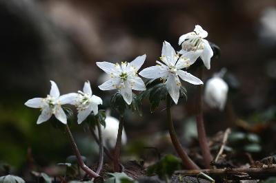 Eranthis stellata Maxim.