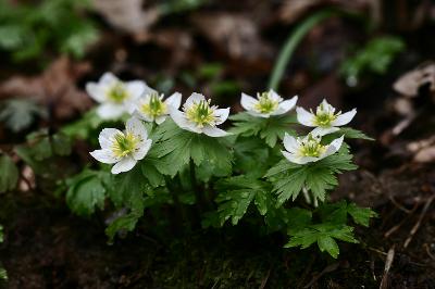 Megaleranthis saniculifolia Ohwi