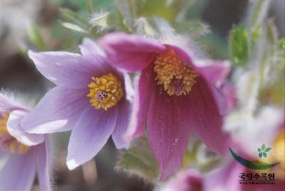 Pulsatilla tongkangensis Y.N.Lee & T.C.Lee