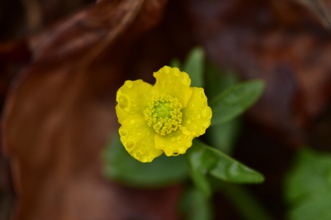 Plant Illustration Details