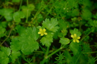 Plant Illustration Details