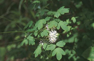 Plant Illustration Details