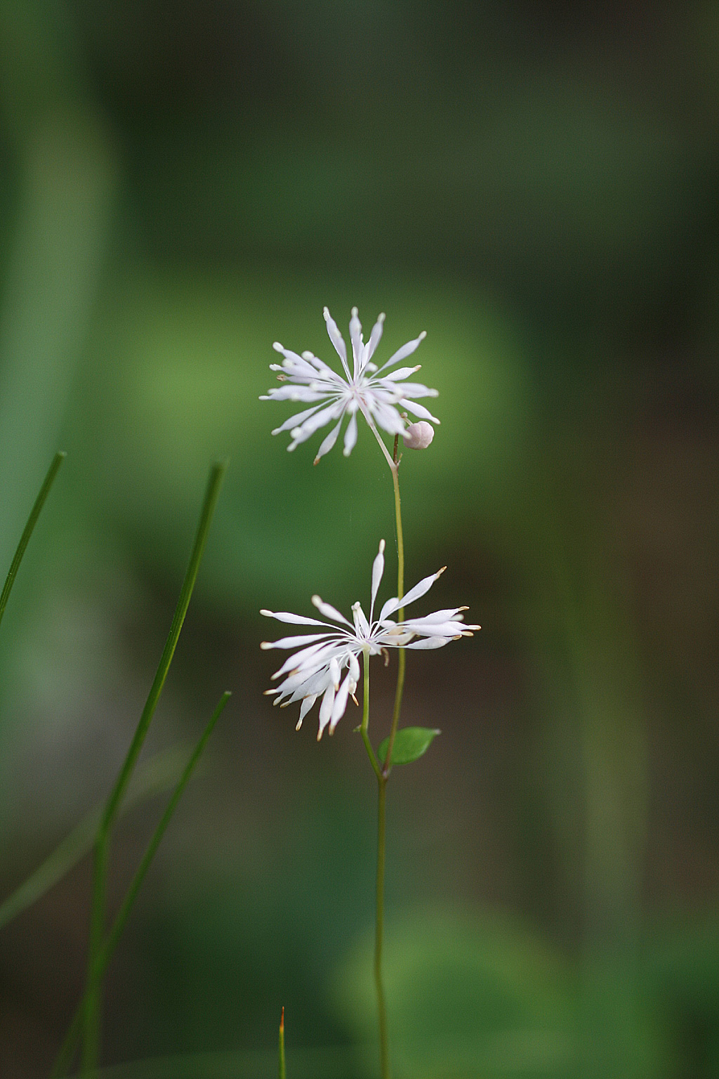 Plant Illustration Details