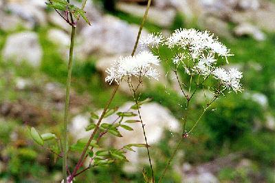 Plant Illustration Details