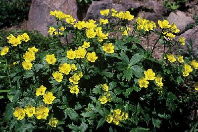 금매화(Trollius ledebourii Rchb.)