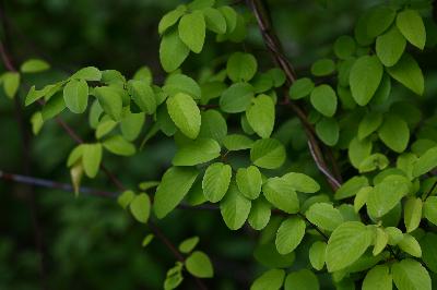 Plant Illustration Details