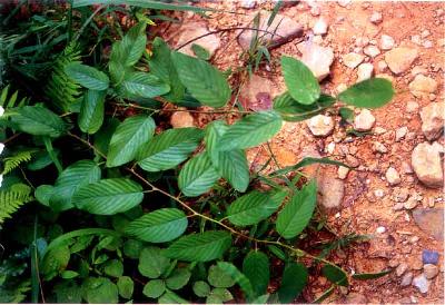 Plant Illustration Details