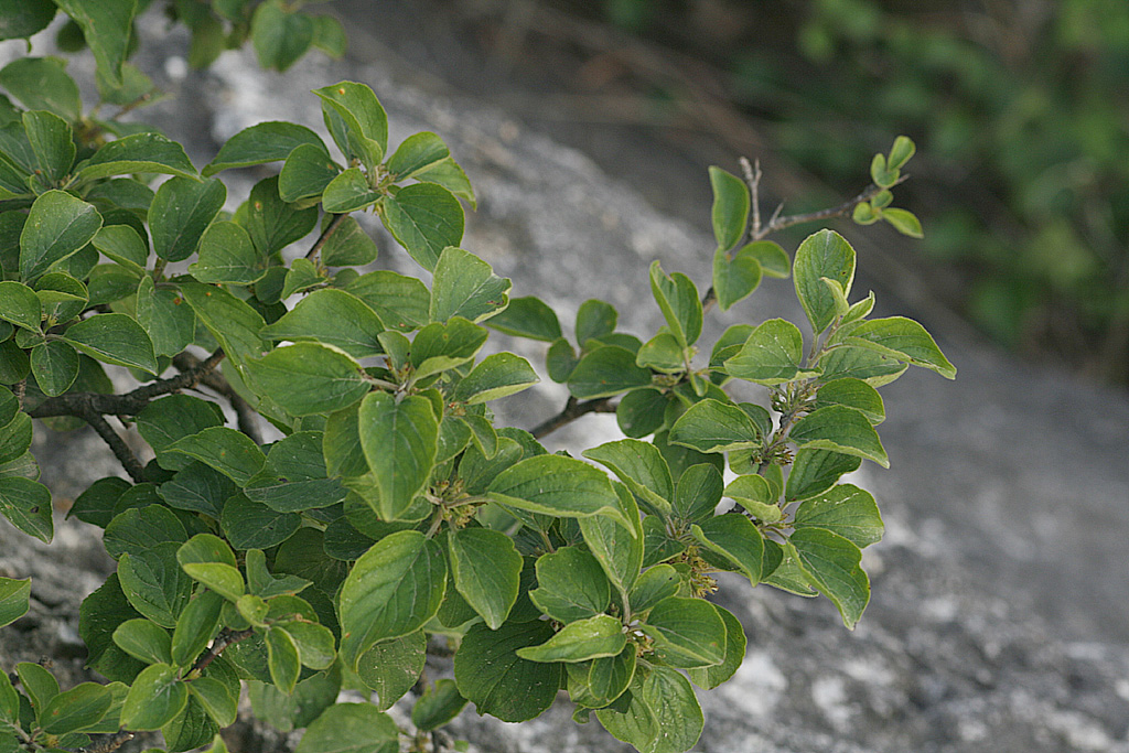 Plant Illustration Details