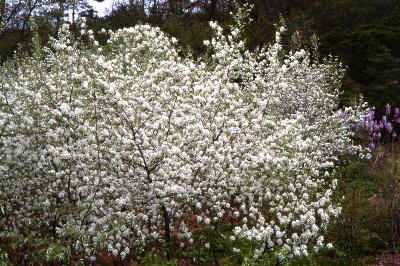 채진목(Amelanchier asiatica (Siebold & Zucc.) Endl. ex Walp.)