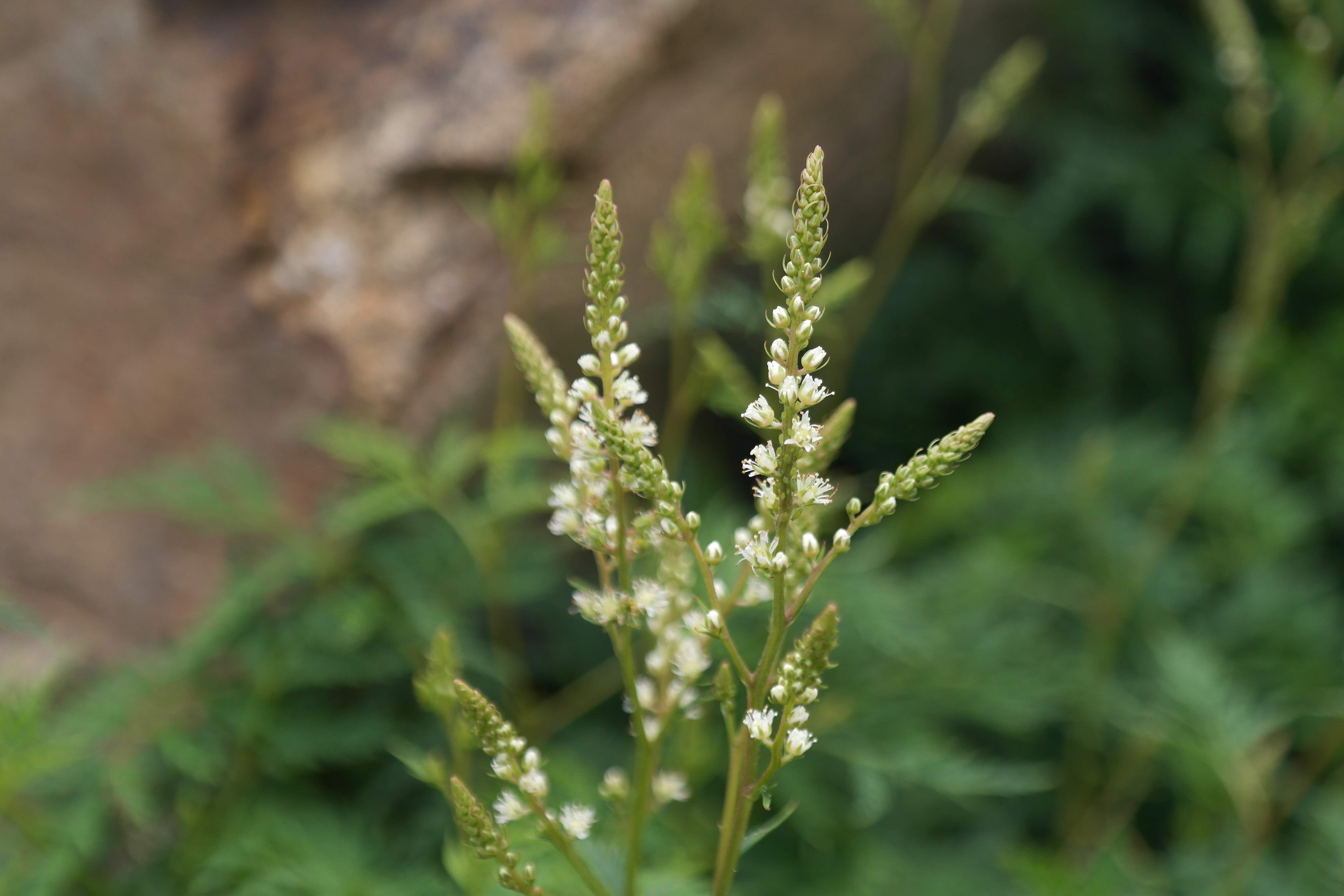 Plant Illustration Details