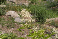 Plant Illustration Details