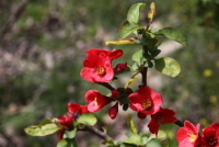 명자꽃(Chaenomeles speciosa (Sweet) Nakai)