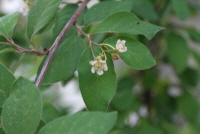 Plant Illustration Details