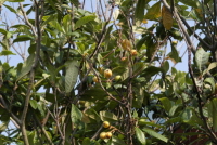 비파나무(Eriobotrya japonica (Thunb.) Lindl.)