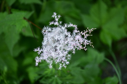 Plant Illustration Details