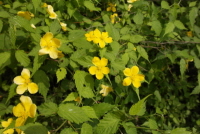 황매화(Kerria japonica (L.) DC.)