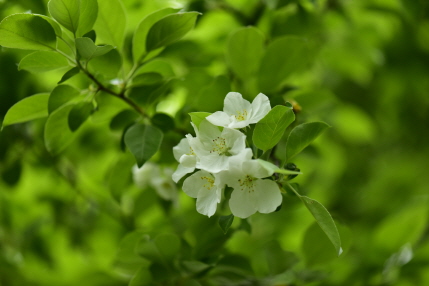 야광나무(Malus baccata (L.) Borkh.)