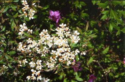 개아그배나무(Malus micromalus Makino)