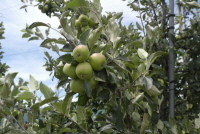 사과나무(Malus pumila Mill.)