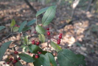 아그배나무(Malus toringo (Siebold) Siebold ex de Vriese)