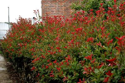 홍가시나무(Photinia glabra (Thunb.) Franch. & Sav.)