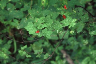 Plant Illustration Details