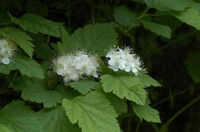 Plant Illustration Details