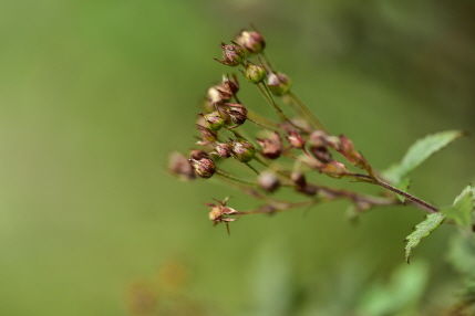 Plant Illustration Details