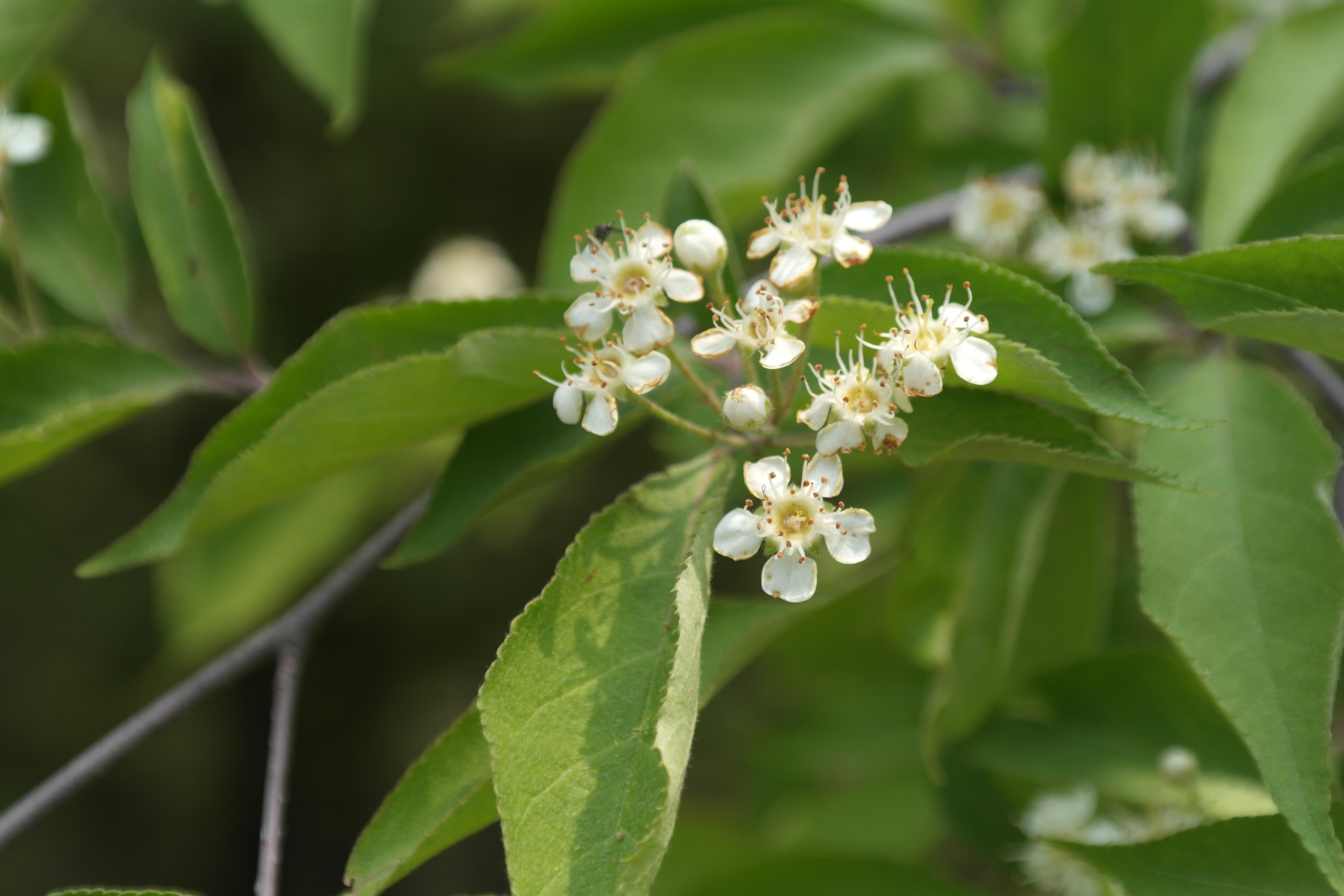 Plant Illustration Details