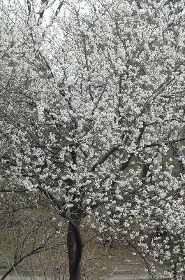 양벚나무(Prunus avium L.)