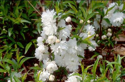 산옥매(Prunus glandulosa Thunb.)