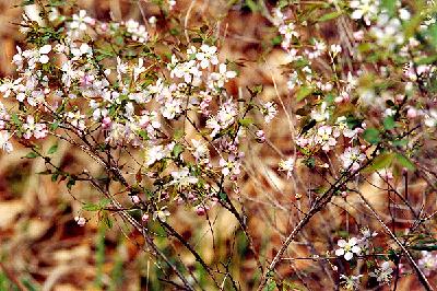 산이스라지(Prunus ishidoyana Nakai)