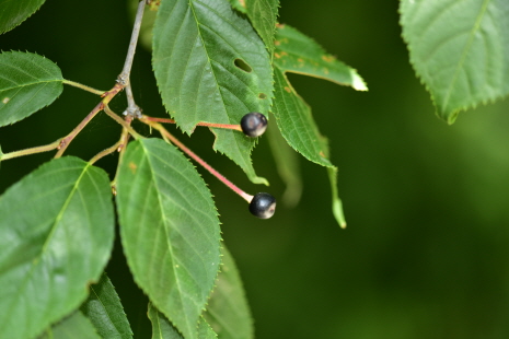 Plant Illustration Details