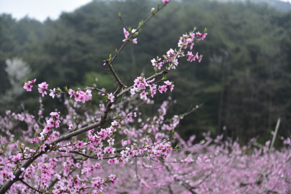 복사나무(Prunus persica (L.) Batsch)