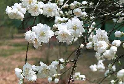 만첩백도(Prunus persica f. alboplena C.K.Schneid.)