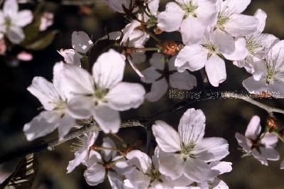 분홍벚나무(Prunus sargentii Rehder var. verecunda (Koidz.) Chin S.Chang)