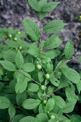 Plant Illustration Details