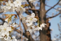 벚나무(Prunus serrulata Lindl. f. spontanea (Maxim.) Chin S.Chang)