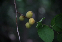 개살구나무(Prunus mandshurica (Maxim.) Koehne)