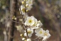 매실나무(Prunus mume (Siebold) Siebold & Zucc.)