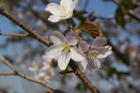 산벚나무(Prunus sargentii Rehder)