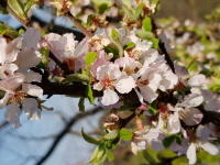 앵도나무(Prunus tomentosa Thunb.)