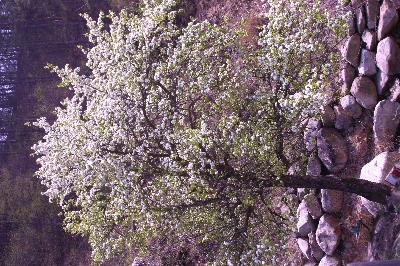 산돌배(Pyrus ussuriensis Maxim. ex Rupr.)