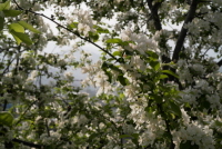 돌배나무(Pyrus pyrifolia (Burm.f.) Nakai)