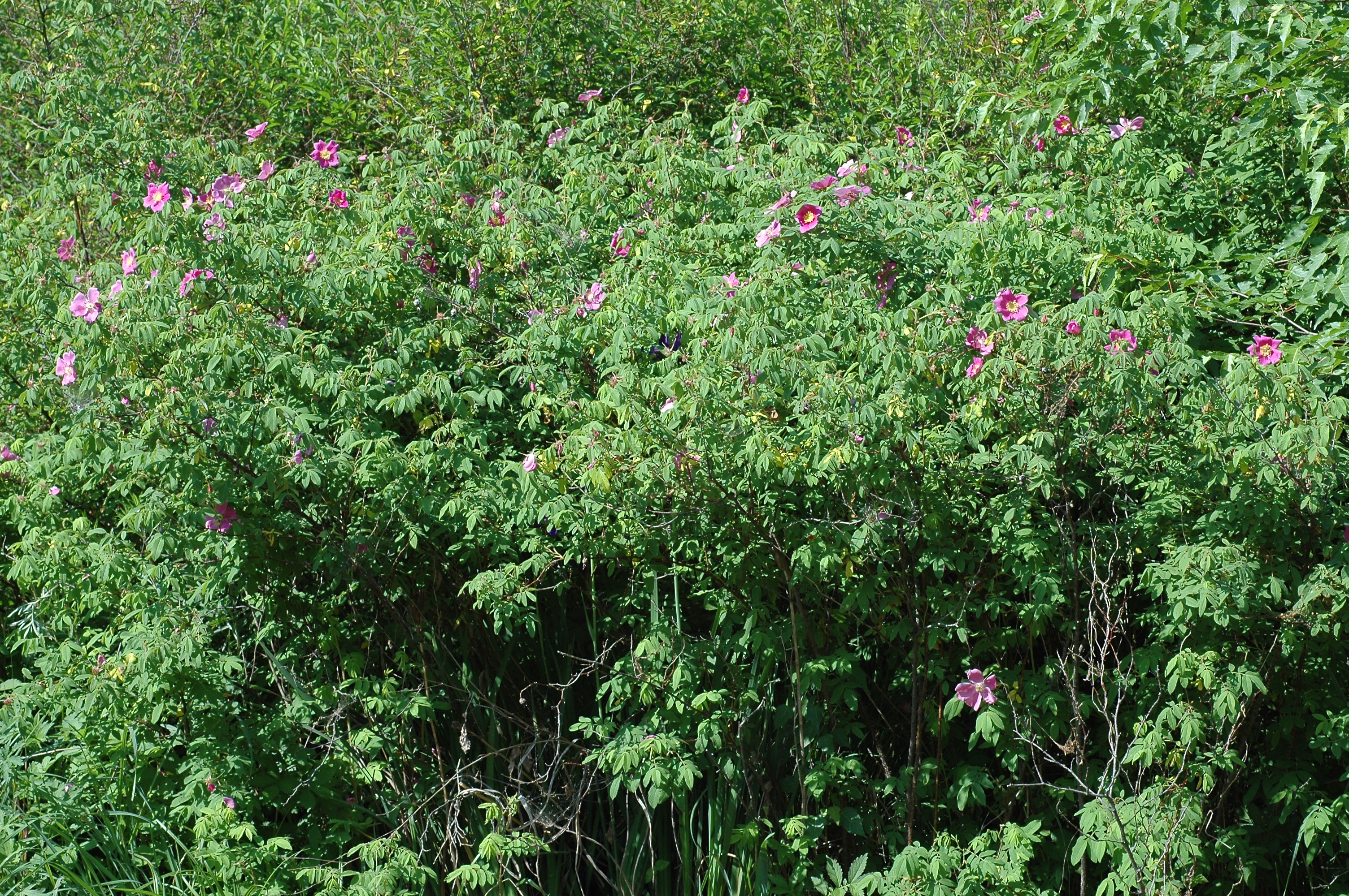 Plant Illustration Details